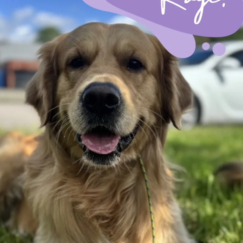Paws in the Park at work